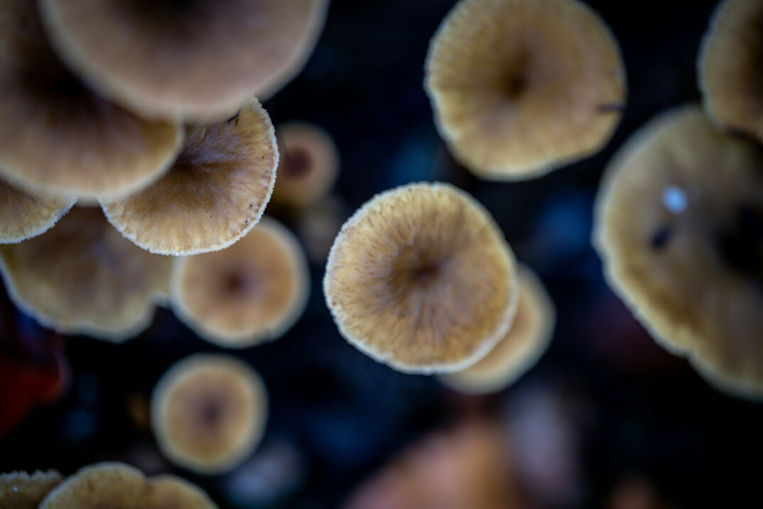 polish forest mushrooms