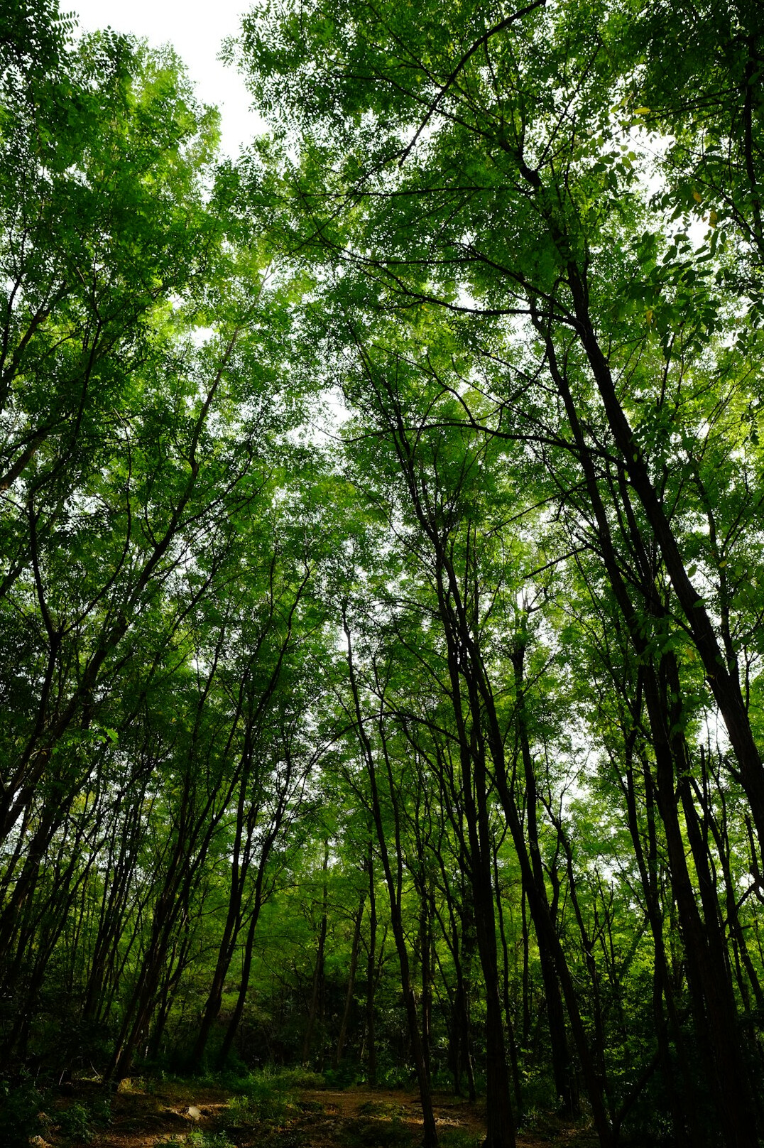 Sunlight through tall forest trees