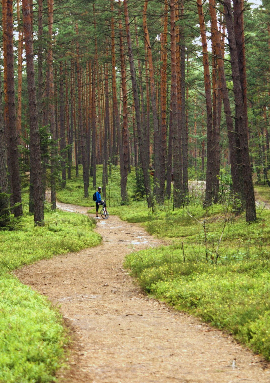 cyclist on forest path