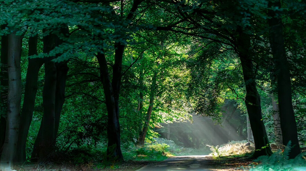Sunbeams through a green forest path